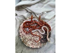 Маїсові полози, яскравий маїсовий полоз, полозята