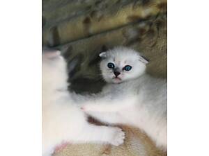 Мальчик и девочка серебристая шиншилла