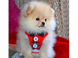 Мальчик Померанский Шпиц.