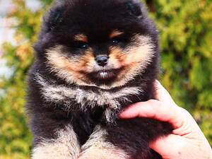 Мальчики Померанский Шпиц