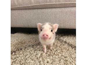 Маленькі карликовий міні піг для дому, дуже розумний та милий