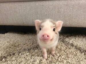 Маленькі карликовий міні піг для дому, дуже розумний та милий