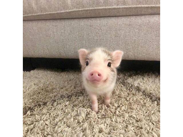 Маленькі карликовий міні піг для дому, дуже розумний та милий - Фото 1