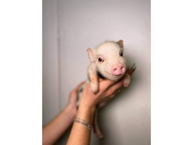 Маленькі ласкаві міні піг, супер карликові свинки для дому - Фото 2