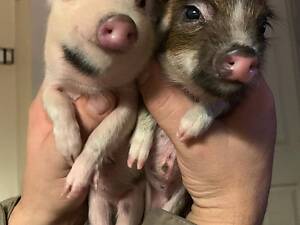 Маленькие ласковые мини пиги, супер карликовые свинки для дома.