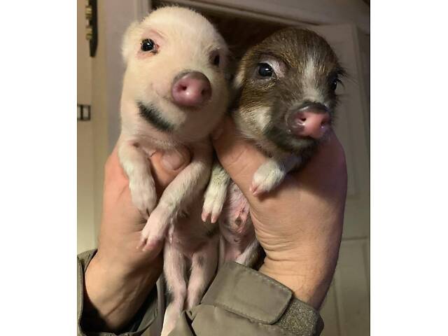 Маленькі ласкаві міні піг, супер карликові свинки для дому - Фото 1