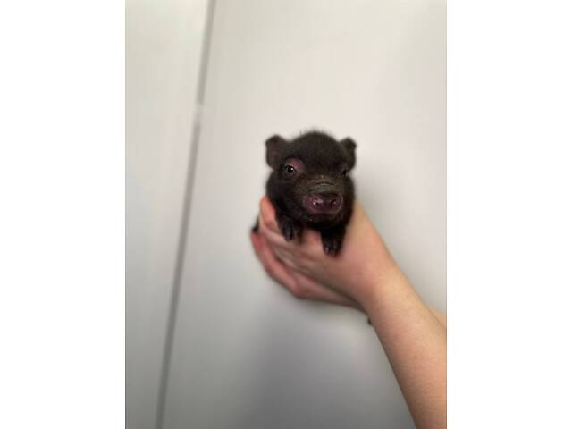 Маленькі ласкаві міні піг, супер карликові свинки для дому - Фото 3