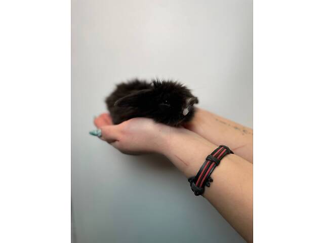 Маленькі милі кролики, кролики до 8березня, пухнастик з комплектом - Фото 2