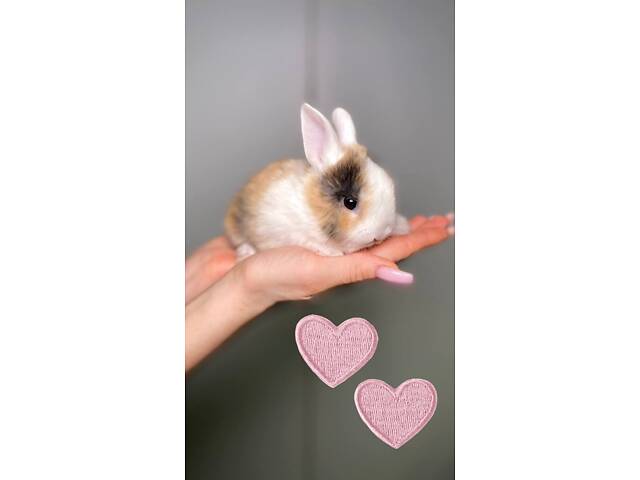 Маленькі милі кролики, кролики до 8березня, пухнастик з комплектом - Фото 1