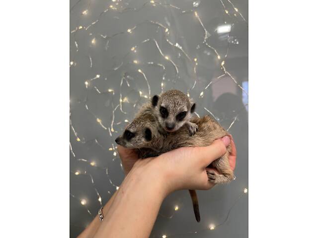 Маленькі ручні дитинчата сурикати - Фото 1