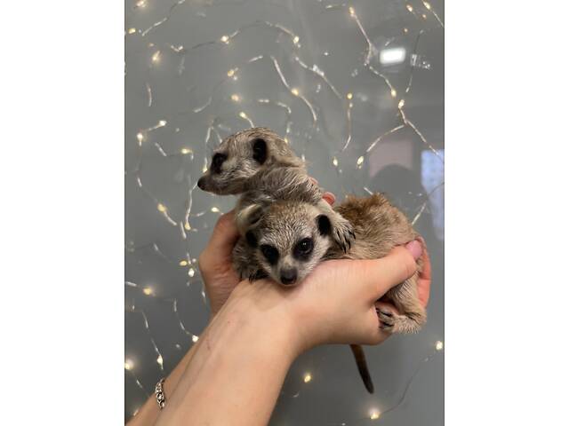 Маленькі ручні дитинчата сурикати - Фото 2