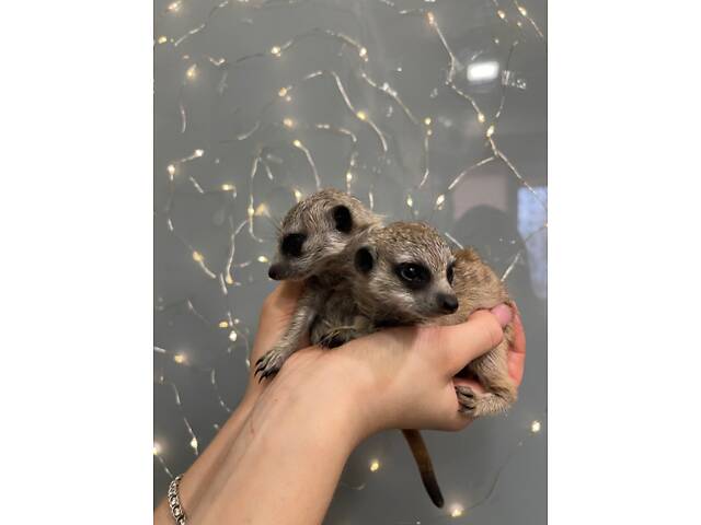 Маленькі ручні дитинчата сурикати - Фото 3