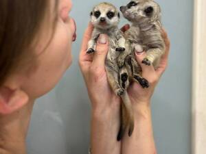 Маленькі сурикати, ручні сурикатики