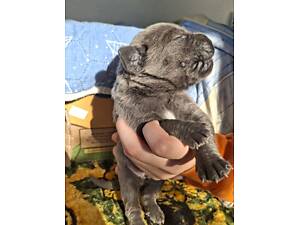 Маленькі цуценята Кане-Корсо