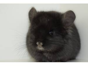 Маленький домашний питомник шиншилл, опыт 17 лет. Все дети растут в любви и внимании.