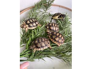 Маленькі черепашки, черепашата балканські та грецькі.