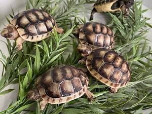 Маленькі черепашки, черепашата балканські та грецькі.