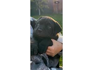 Маленький кане корсо ищет свой новый дом!