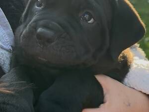 Маленький кане корсо шукає свій новий дім!