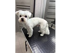 МАЛЬТЕЗ Луї 3 роки, в'язка