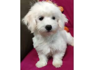 Мальтезе чистопородные девочки