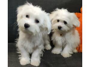 Мальтезе чистокровні хлопчики