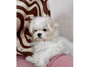 Мальтезе хлопчик міні бейбі фейс