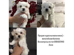 Мальтезе, цуценя, 24.11.2024, хлопчики.