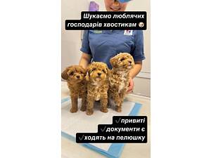МАЛЬТИПУ 2,5 місяці