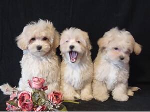 Мальтіпу хлопчики та дівчатка