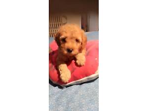 Мальтіпу пудель персикового забарвлення