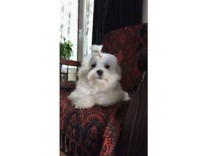 Мальтійська болонка (мальтезе)