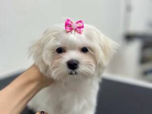 Мальтійська болонка