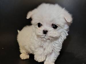 Мальтійські болонки