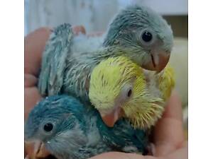 Малыши для разговора