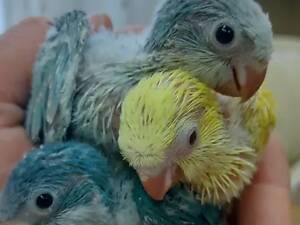 Малыши для разговора