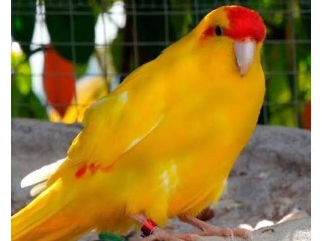 Малыши какарики - Фото 2