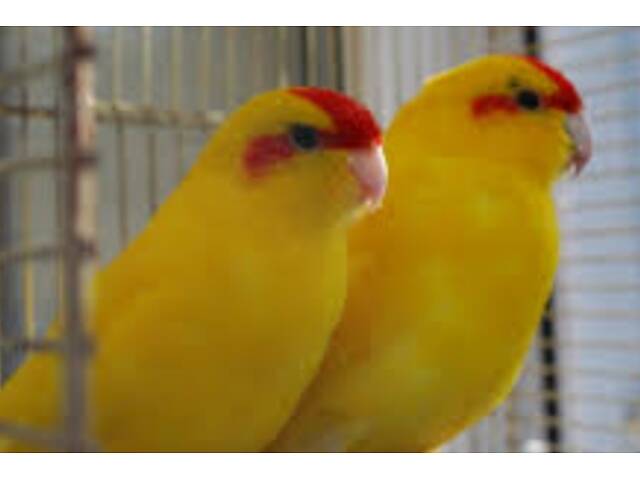 Малыши какарики - Фото 3