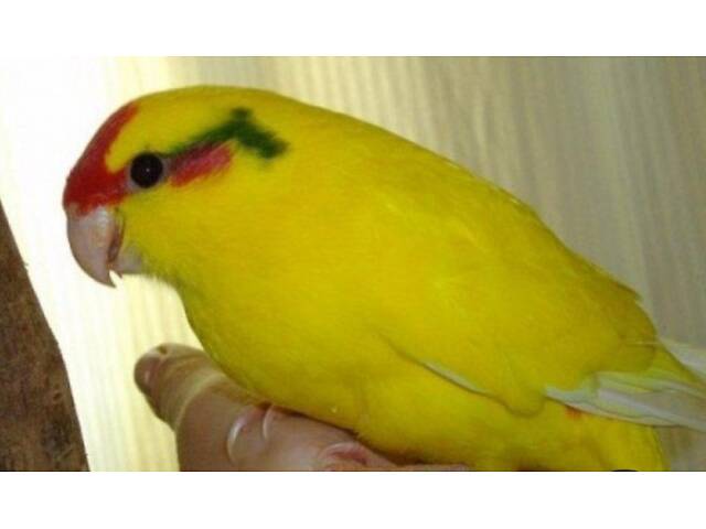 Малыши какарики - Фото 4