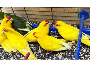 Малюки какарики.