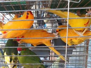 Малюки какарики.