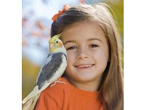 Маленькі корели