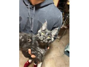 Малыши Мейн-Кунчики