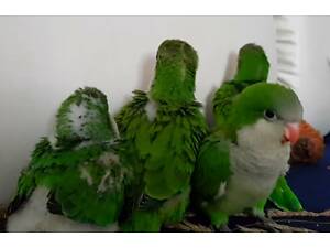 Малыши монахи зелёного цвета