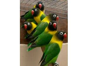 Малыши неразлучники