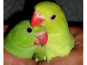 Малыши ожерелки для обучения