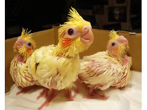 Малыши попугаев корелла