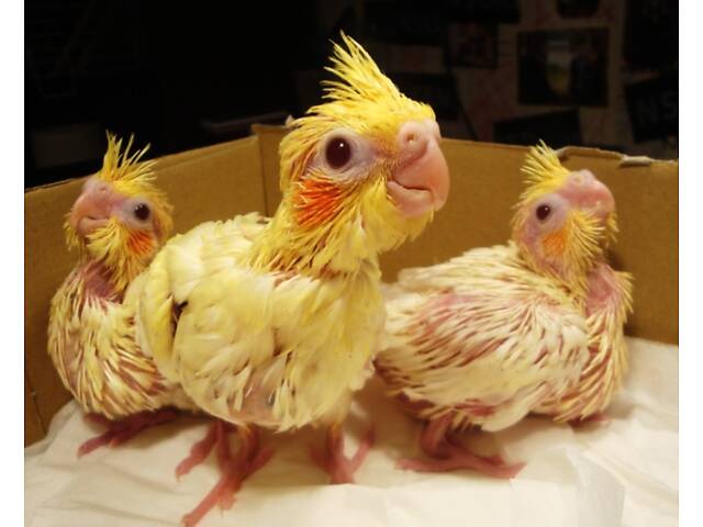 Маленькі пташенята корел. - Фото 1