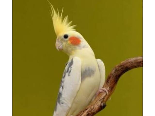 Маленькі пташенята корел. - Фото 2