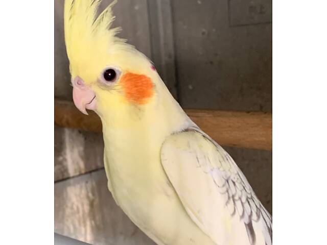 Маленькі пташенята корел. - Фото 3